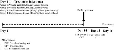 Interaction Effect of Social Isolation and High Dose Corticosteroid on Neurogenesis and Emotional Behavior